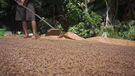 Agriculture-process---Drying-and-Processing-raw-pepper