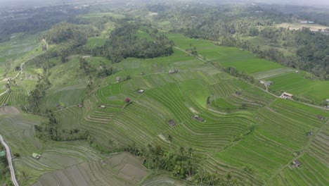 Drohnenaufnahmen-Der-Reisfelder-Auf-Bali,-Jatiluwih