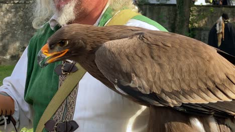 Close-up-of-giant-eagle-sitting-on-arm-of-falconer-at-medieval-event