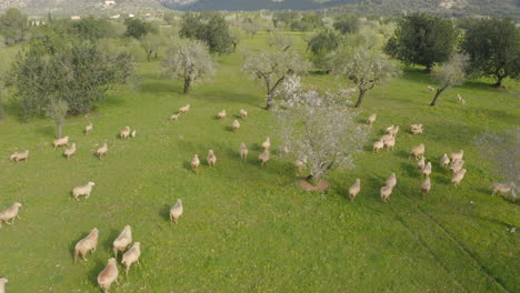 Drohnenaufnahme-Einer-Schafherde,-Die-Auf-Einem-Feld-Zwischen-Mandelbäumen-Läuft