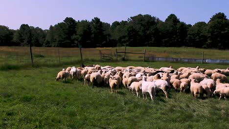 A-Border-Collie-herds-a-flock-of-Sheep-in-Harpswell,-Maine