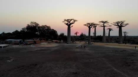 Sun-setting-over-Baobab-trees-in-Madagascar