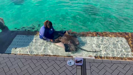 Stingray-Encounter