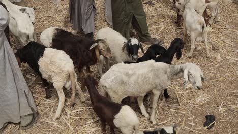 Mercado-De-Animales-En-El-Estado-De-Katsina,-Nigeria