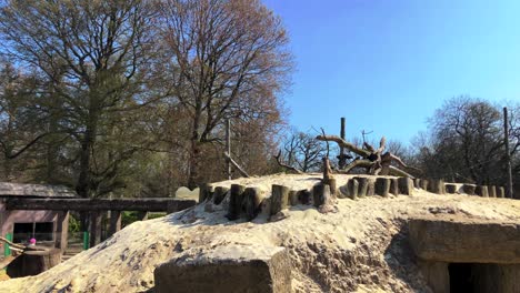 View-Of-A-Meerkat-Looking-Around-While-Sitting-On-A-Tree-Log-In-Longleat-Safari-Park,-United-Kingdom---wide-shot