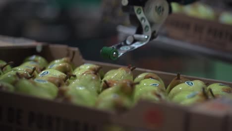 Pears-in-packing-house-getting-stickers-on-them