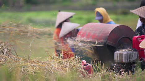 Máquina-Cosechadora-De-Arroz_cosecha-De-Campos-De-Arroz-Balinés_procesamiento_corte-De-Arroz