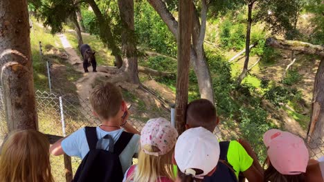 A-group-of-children-at-the-zoo-watching-a-brown-bear