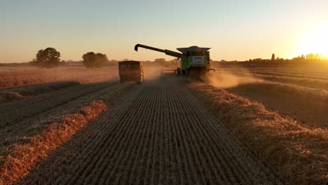 Cosechadora-Claas-Con-Remolque-De-Tractor-Junto-A-La-Cosecha-Al-Atardecer,-Seguimiento-Bajo-De-Drones