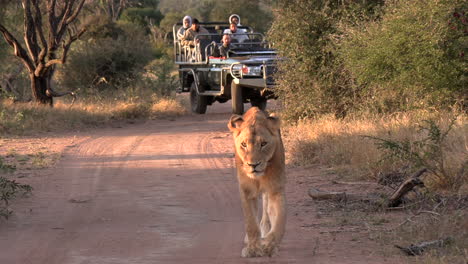 Lions-walk-on-dirt-road-with-safari-vehicle-in-background,-zoom-out