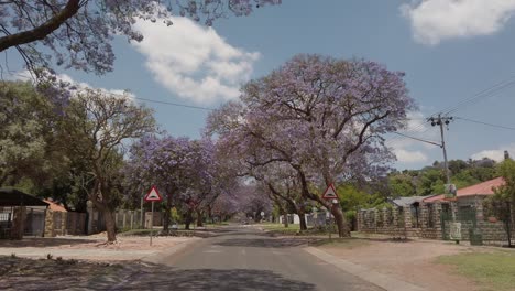 Motion-shot-of-jacaranda-trees-on-the-sidewalk-of-a-suburban-street,-POV-driving