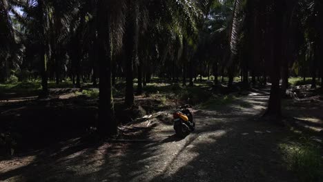 Yellow-scooter-parked-within-a-dark-palm-tree-forest-in-western-Costa-Rica