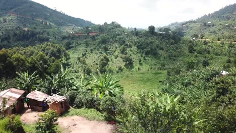 Kaffeeernte-In-Uganda