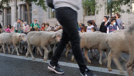 Over-1000-sheep-walk-through-the-centre-of-Madrid-for-the-annual-Fiesta-de-la-Trashumancia