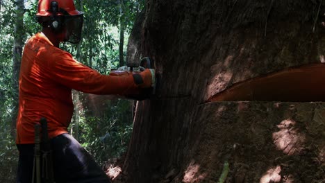 Un-Maderero-En-La-Selva-Amazónica-Tala-Un-árbol-Enorme-Para-Obtener-Ganancias-En-Madera-Exótica