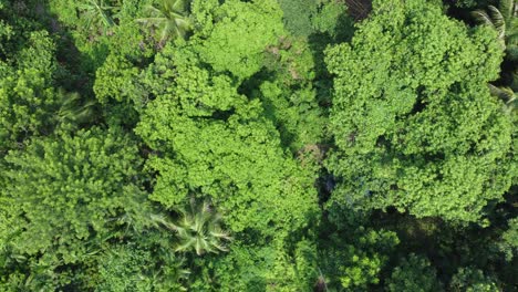 Aerial-view-shot-of-deep-green-forest