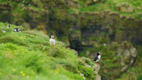 Atlantic-Puffin-taking-flight-from-coastal-cliff,-Treshnish-Isles,-Scotland