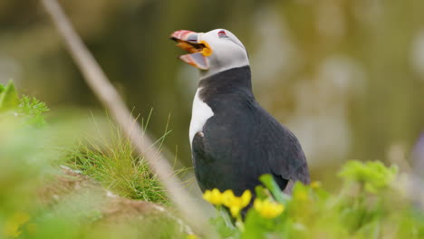 Close-up-of-Atlantic-Puffin-rousing-with-tongue-sticking-out