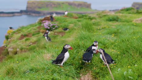 Group-of-Puffins-interacting-and-starting-a-fight,-Scotland