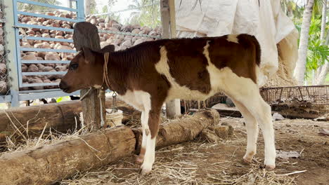 Static-shot-of-calf-eating-in-corral,-Indian-village