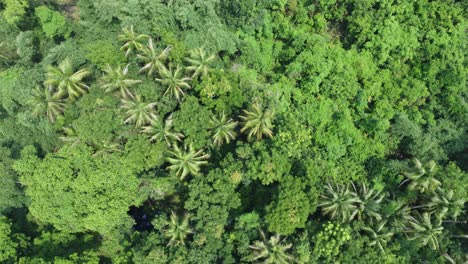 Aerial-view-shot-of-deep-green-forest