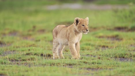 Lion-Cub-on-African-Animals-Safari,-Low-Angle-Shot-of-Baby-Lions-Walking-in-Serengeti-National-Park-in-Tanzania-in-Africa,-Eye-Level-View-of-Lions-on-Wildlife-Safari