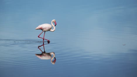 Flamingos-Walking-in-Lake-Water-in-Africa,-Flamingo-in-Tanzania-at-Ngorongoro-Conservation-Area-in-Ndutu-National-Park,-Amazing-Blue-Nature-Background-with-Copy-Space-of-African-Animals-Wildlife