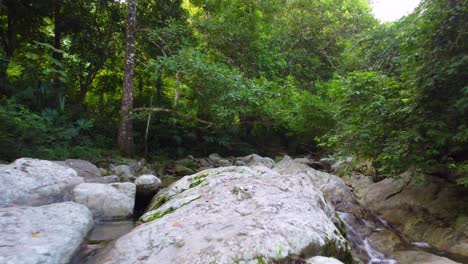 Siguiendo-El-Arroyo-Río-Arriba-En-La-Selva-Tropical