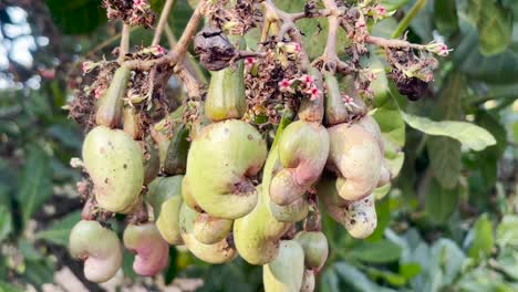 Close-up-static-shot-of-cashew-growing-on-tree