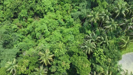 Aerial-view-shot-of-deep-green-forest