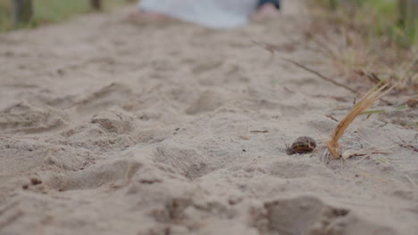 Close-up-of-a-sandy-path-with-a-snail-and-a-dried-grass-stalk,-blurred-background