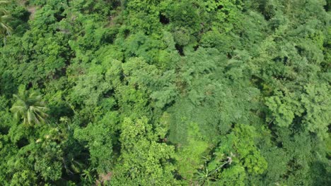 Aerial-view-shot-of-deep-green-forest