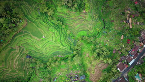 Terraced-fields-and-village,-Tegalalang,-Bali-in-Indonesia