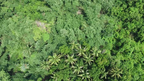 Toma-De-Vista-Aérea-Del-Bosque-Verde-Profundo