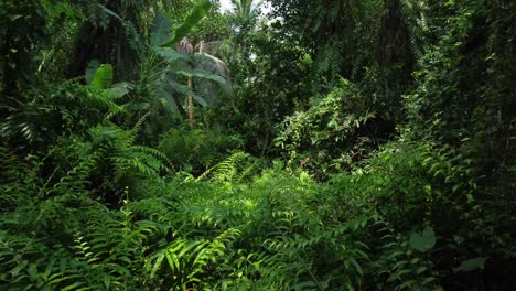 Toma-De-Vista-Aérea-Del-Bosque-Verde-Profundo