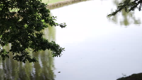 Estanque-Tranquilo-Con-Ramas-De-árboles-Colgantes-Y-Reflejos-En-El-Agua