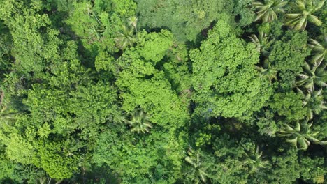 Aerial-view-shot-of-deep-green-forest