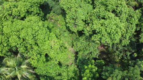 Aerial-view-shot-of-deep-green-forest