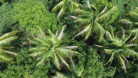 Aerial-view-shot-of-deep-green-forest