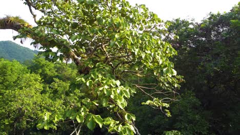 Drone-Circling-Lively-Tree-Branch,-High-Up-in-Rainforest-Ecosystem