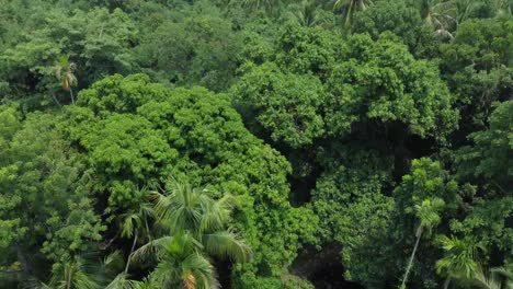 Aerial-view-shot-of-deep-green-forest