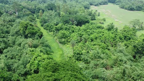 Aerial-view-shot-of-deep-green-forest