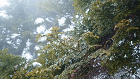 Snow-covered-evergreen-trees-in-a-misty-forest-during-winter