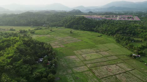 Scenic-orbiting-aerial-view-of-lush-jungle-mountains-and-rice-fields-in-rural-tropical-island-of-Catanduanes,-Philippines