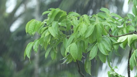 Es-Lluvia-En-El-Bosque