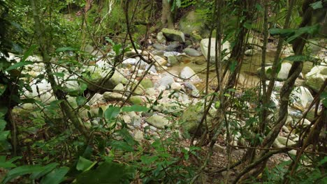 Lush-Forest-with-Rocky-Stream,-flying-through-the-lianas