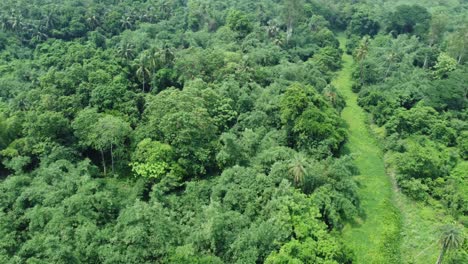 Toma-De-Vista-Aérea-Del-Bosque-Verde-Profundo