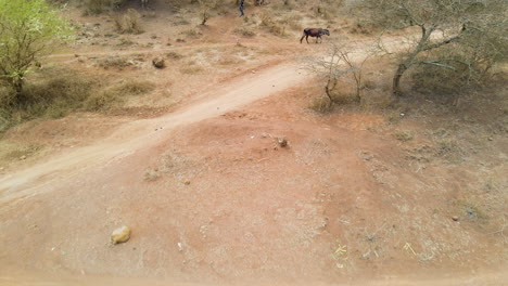 Aerial-of-shepherd-herding-cows-over-a-dirt-road-in-rural-Kenya