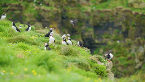 Puffin-colony-breeding-on-coastal-cliff,-Lunga-island,-Scotland