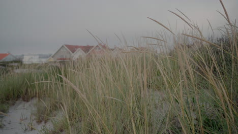 Tall-beach-grass-with-houses-in-the-background-at-Costa-Nova-Beach,-Aveiro,-Portugal,-on-a-cloudy-day